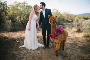 Anza valley rustic outdoor wedding at the alpaca farm bride strapless chiffon gown with a sweetheart neckline and groom navy blue suit with white dress shirt and no tie standing next to alpaca with pink flowers decor