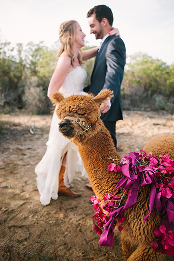 Anza valley rustic outdoor wedding at the alpaca farm bride strapless chiffon gown with a sweetheart neckline and groom navy blue suit with white dress shirt and no tie standing next to alpaca with pink flowers decor
