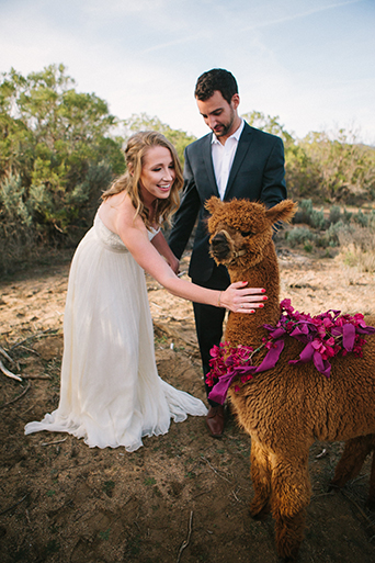 Anza valley rustic outdoor wedding at the alpaca farm bride strapless chiffon gown with a sweetheart neckline and groom navy blue suit with white dress shirt and no tie standing next to alpaca with pink flowers decor