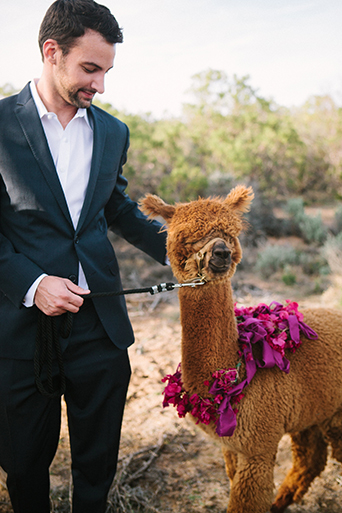Anza valley rustic outdoor wedding at the alpaca farm groom navy blue suit with white dress shirt and no tie smiling wedding photo idea groom casual look with alpaca and pink flower decor